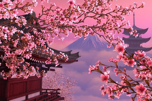 biểu tượng nhật bản - Hoa anh đào Sakura