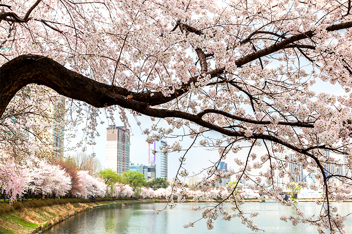 sông Hàn Seoul mùa xuân