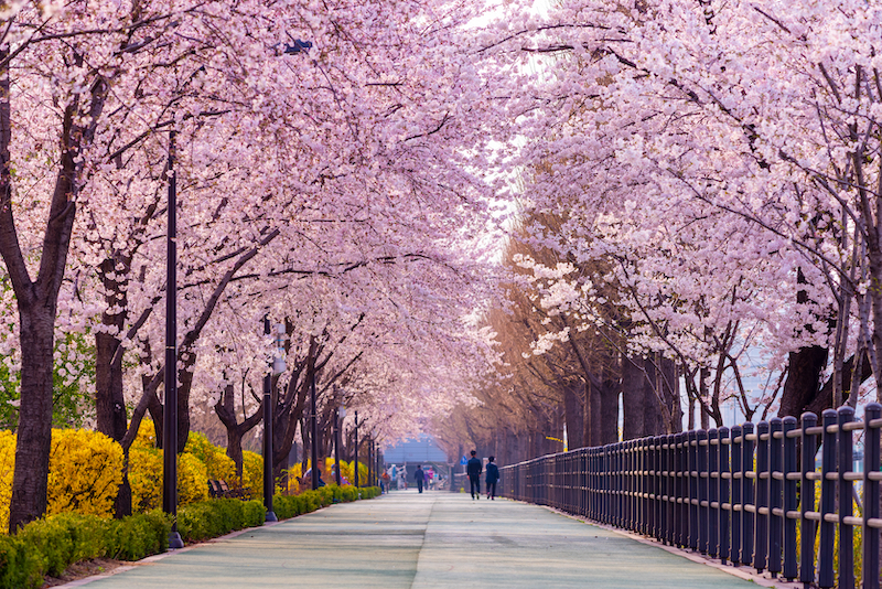 Chúng tôi đã cập nhật trang này với thông tin về các địa điểm ngắm hoa anh đào ở Hàn Quốc để bạn không bỏ lỡ bất kỳ địa điểm nào không thể bỏ lỡ.