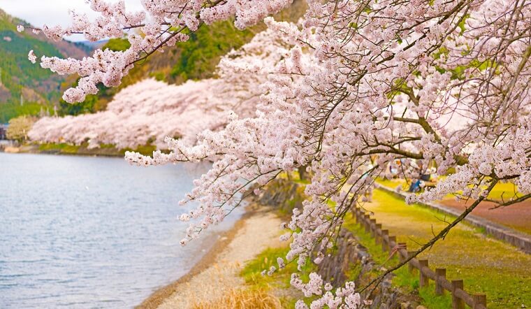 Ở trung tâm của sự kỳ diệu mùa xuân của Nhật Bản là thế giới đầy mê hoặc của hoa anh đào, hay Sakura